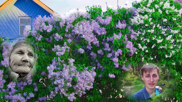 Мамина сирень. Как мне дальше жить?