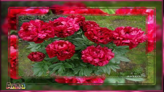 ОЧЕНЬ КРАСИВАЯ МЕЛОДИЯ ЦВЕТОВ !