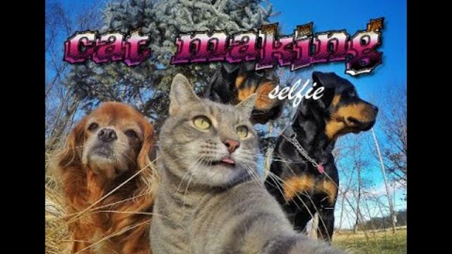 DekoTV - Cat making selfie