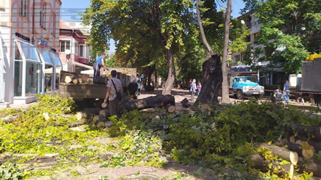 Инцидент с паднало дърво в Кюстендил! Говори майката на спасеното дете