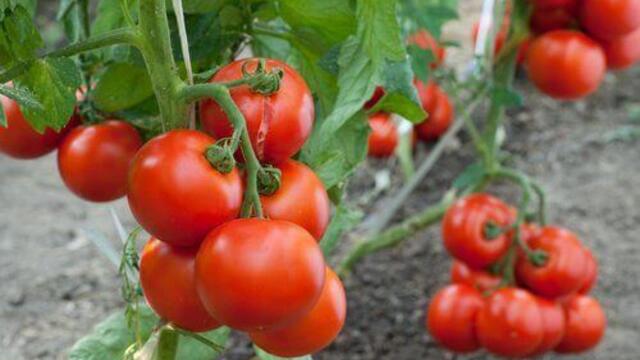 Вижте как да си отглеждате домати на терасата (ВИДЕО) - Използвайте подходяща саксия