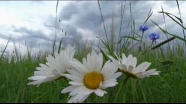 Сергей Орлов  -  Летний сон