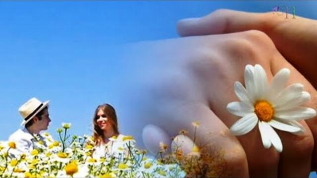 Валерий Власов  -  Ромашка Белая