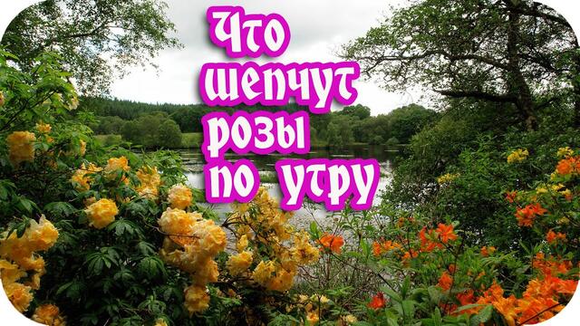 Доброе утро!❤️Что шепчут розы по утру, проснувшись утренней порою? ❤️Музыкальная видеооткрытка❤️