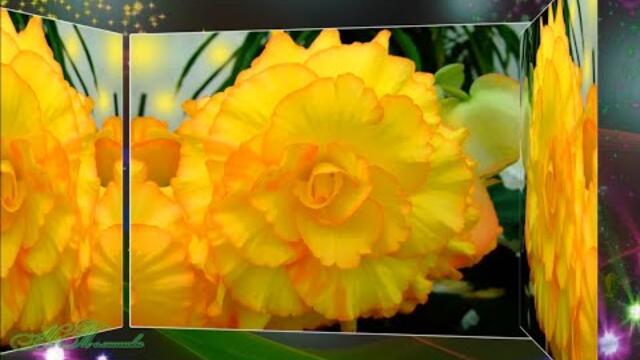 Цветы и Японский саксофон.