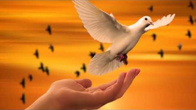 Сергей Чекалин  -  Июльский вечер!   Романтическое свидание в Петербурге!