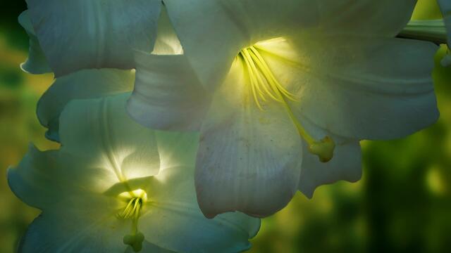 ✿ Нежни бели цветя - лилиуми ✿