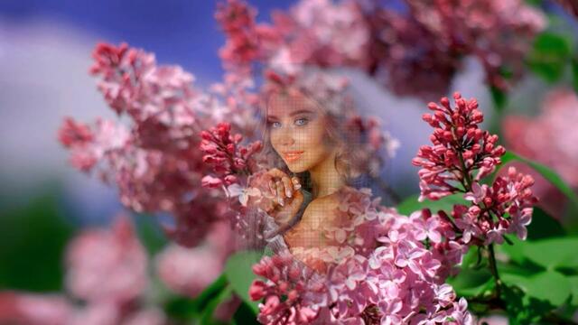 Дмитрий Шабанов - Души сирень