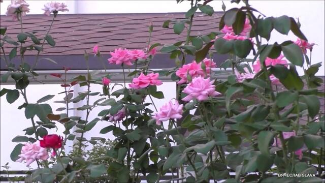 Миша Мирный  -  Дари добро