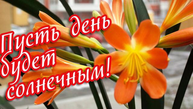 Добрый день! ❤️Пусть день будет солнечным, ясным! ❤️Красивое музыкальное пожелание❤️