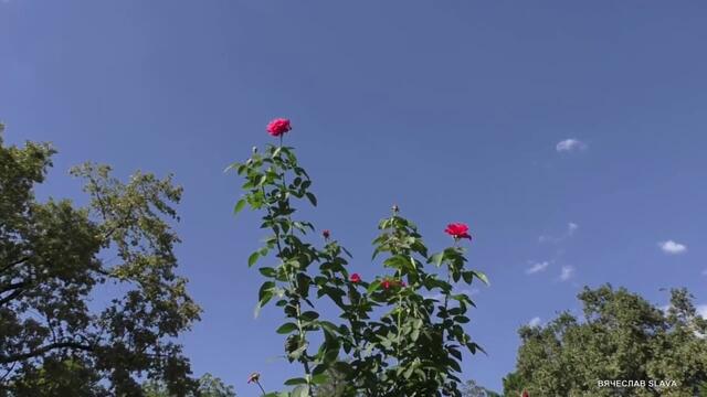 Владимир Птица - Летят года