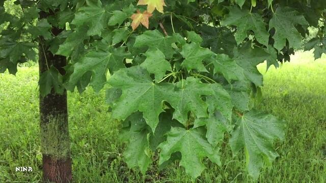 Эдуард Хуснутдинов  -  ТЕБЕ УЖЕ ЗА ПЯТЬДЕСЯТ