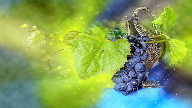 🍇 Есен... Слънчева светлина ... узряло грозде ... хубаво вино ... 🍷
