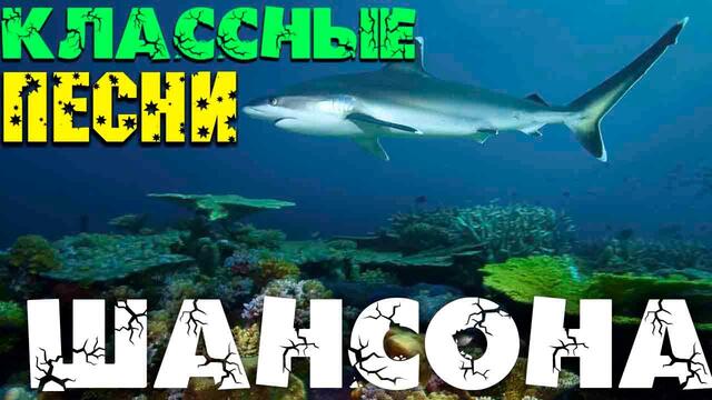 Шикарный шансон для вас - все самое лучшее 2020