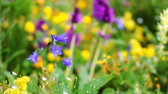 Lilian   -    У Врат Рая