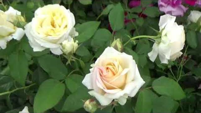 Музыка Сергея Чекалина  -  Сборник-11.