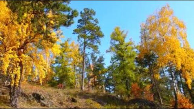 ЗОЛОТАЯ ОСЕНЬ и САКСОФОН  ☆  Радость Жизни!