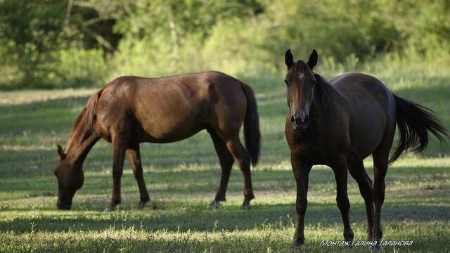 Геннадий Заволокин   -   ТИХАЯ МОЯ РОДИНА