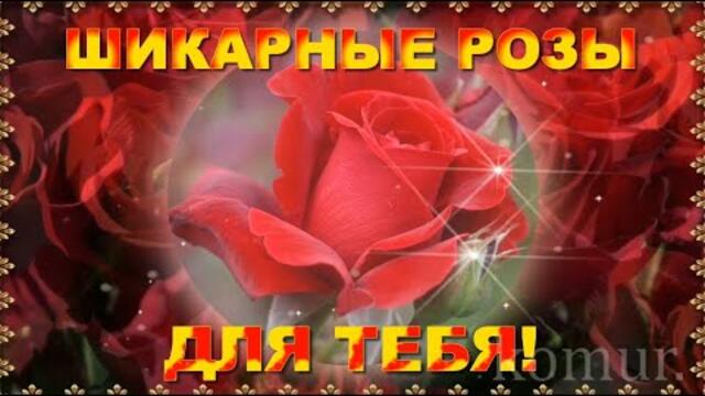 ШИКАРНЫЕ РОЗЫ ДЛЯ ТЕБЯ! красивая музыкальная открытка  komur