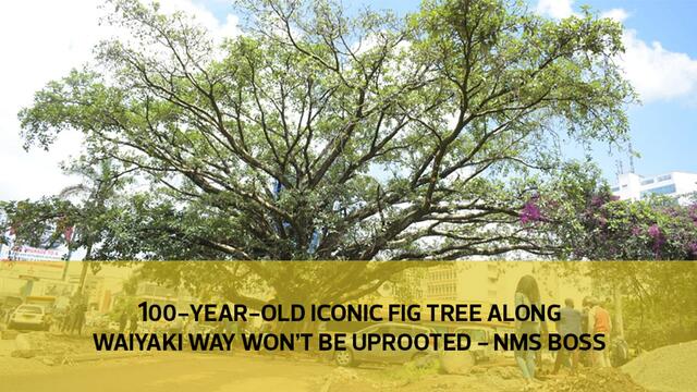 100-year old iconic fig tree along Waiyaki Way won’t be touched- NMS boss