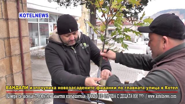Малолетни ЗЛОСТОРНИЦИ изпочупиха новозасадените фиданки по главната улица на Котел/www.kotelnews.com