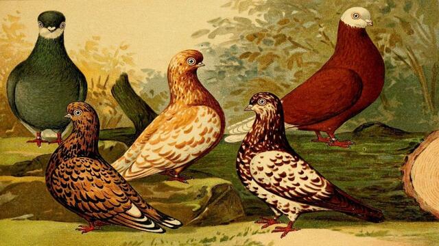 🕊 За птиците ... (painting) ... (Gomer Edwin Evans music) 🕊