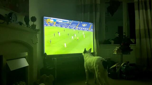 Viral video of Leeds United supporting dog