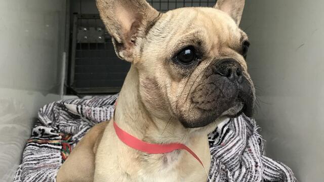 The moment stolen dog found with leg hanging off is reunited with her family for Christmas