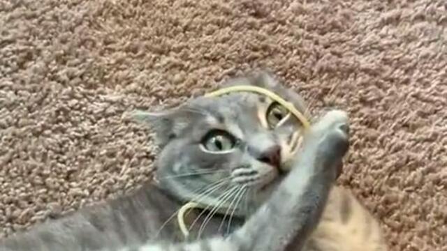 Cat Acts Strangely After Pet Parent Puts Spaghetti On Her Head