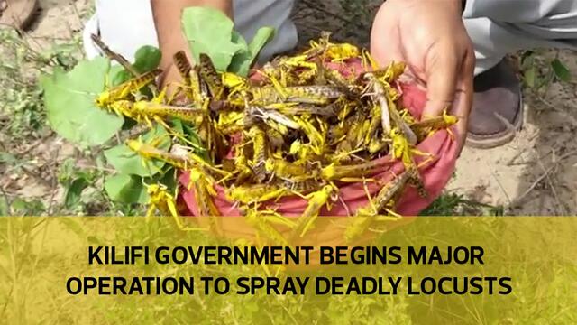 Kilifi county govt begins major operation to spray deadly locusts