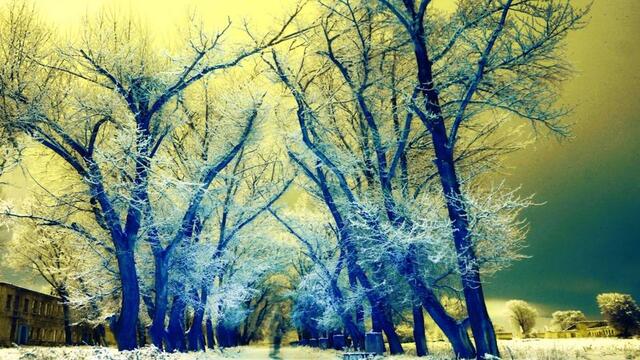 Зима в гората 2021 г. ❄️ 👑 Зимна приказна красота ❄️ 👑