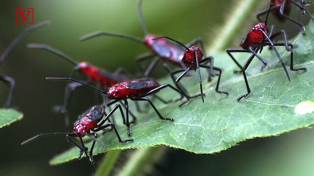 Are We on the Verge Of Witnessing an ‘Insect Apocalypse’