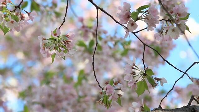 #forest birds singing--#relaxation-#soothing-music #stress#Relaxing Music #Stress #Relief #Insomnia #Meditation