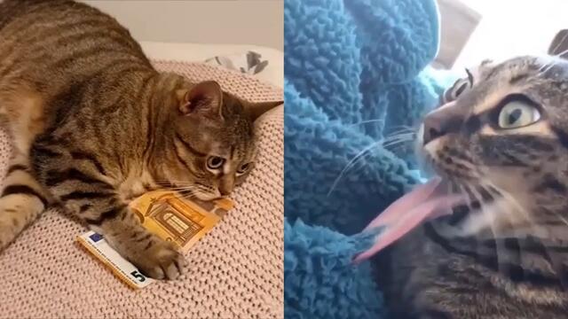 Cats Are Disaster - Funny Cat Fails Compilation 2021