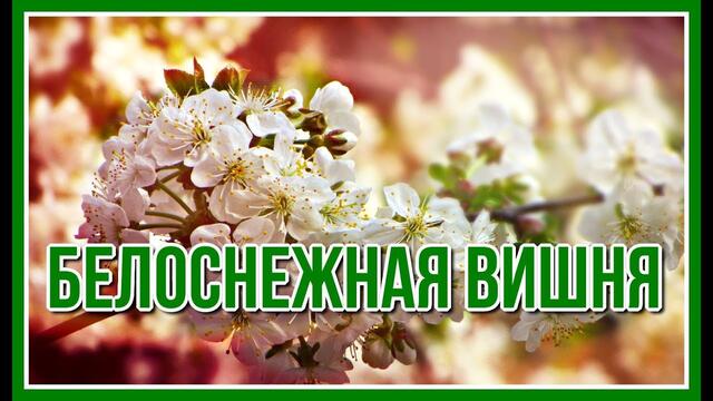 Классная песня всех времён!!! Натали  - "Белоснежная вишня"   Натали