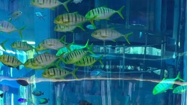 Для Вас Очаровательная МУЗЫКА и ВЕЧЕРНИЙ РЕЛАКС!