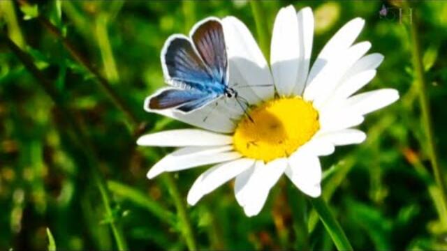 Валерий Власов ★ Ромашка белая