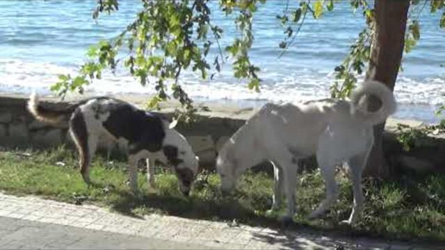 Музыка Сергея Чекалина   -   Бархатный сезон.