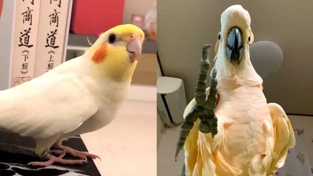 Funny Parrots Doing Funny Stuff - Cutest Parrots Compilation 2021 #2
