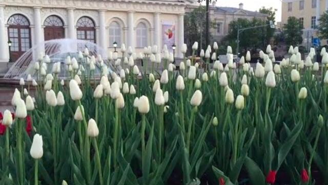 Послушайте Волшебной Красоты МУЗЫКУ, Прогуливаясь в Цветущем Александровском Саду Москвы!