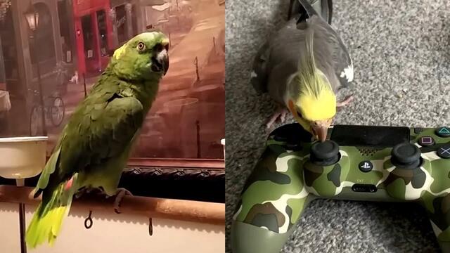 Funny Parrots Doing Funny Things - Funniest Parrots Compilation 2021