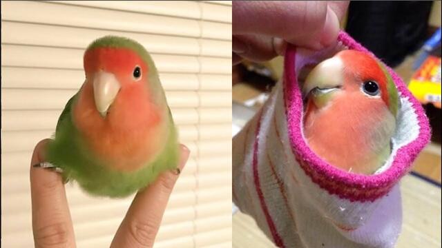 Funny Parrots Videos Compilation cute moment of the animals - Cutest Parrots #3