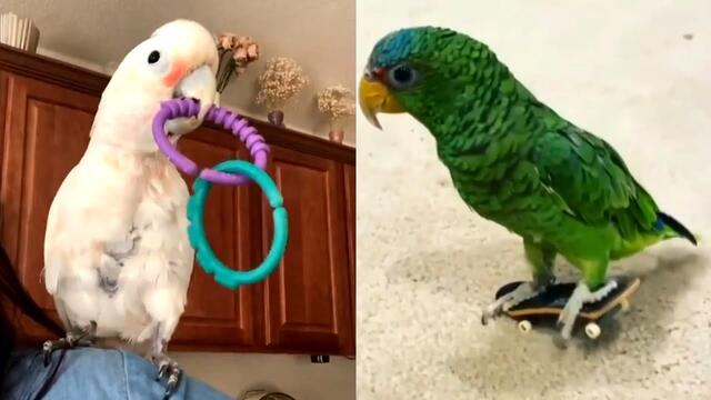 These Funny Parrots Will Make Your Day Brighter!