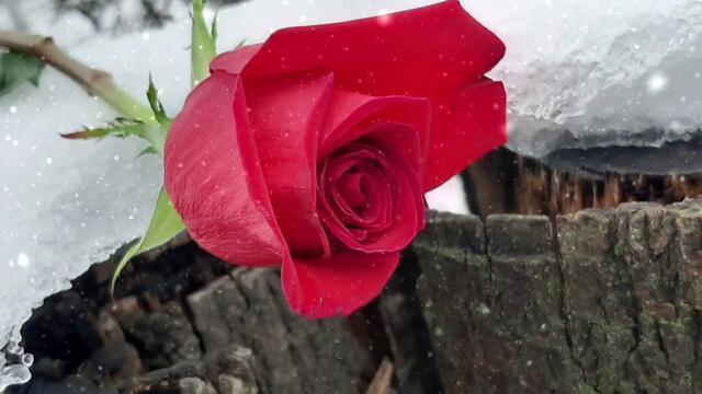 ПОТРЯСАЮЩАЯ ПЕСНЯ... СЧАСТЬЕ ОНО НЕ ДЕЛИТСЯ...