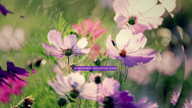 Цветочные поля