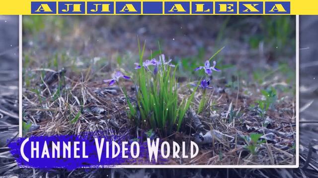 🌸Весны🌹 Любви🥀 Цветов для всех🌺