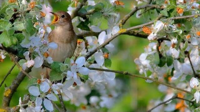 Виктор  Горшков   -   Яблоневый сад