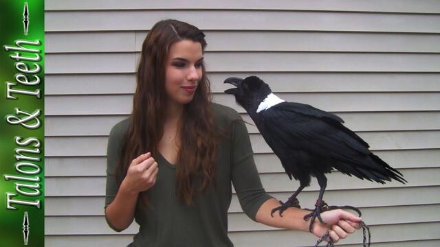 Ravens can talk!