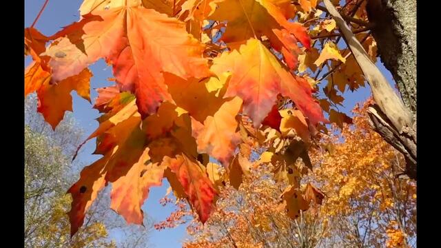 МУЗЫКА С. Аверьянова и Очаровательная Осенняя Пора!