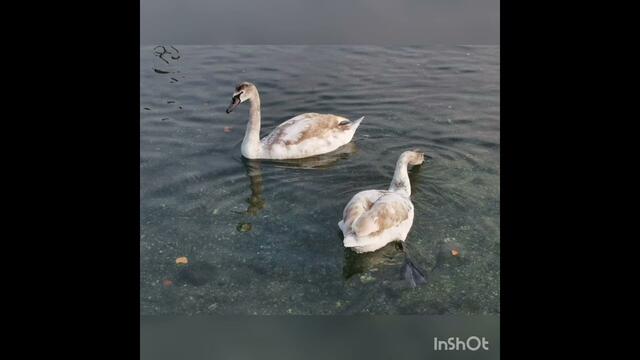 " ЛЮБОВЬ" НЕ СТАВЛЮ ПРОЧЕРК..